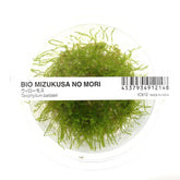 ADA Java Moss Taxiphyllum barbieri IC812